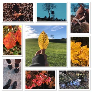 Probst_Herbstcollage